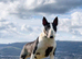 Beautiful English Bull Terrier Puppies