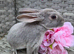 Baby mini rex bunnies ready to leave now