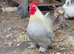 Lavender pekin cockerel