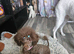 Kennel club registered toy poodle stud (not for sale)