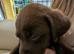 Beautiful puppies