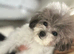 Asian toy poodle party gilr