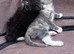 Beautiful x Russian blue kittens