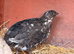 2 gorgeous adult male quail