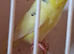 Budgie males