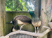 Peacock/ Peafowl/ fertile eggs