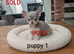 Beautiful quality BLUE/LILAC apple head chihuahuas