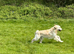 Stunning health tested golden retriever