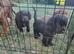 Countryside raised cocker spaniel puppies