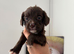 Gorgeous cocker spaniel puppies