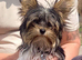 Biewer Pups Pedigree