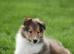 Rough collie puppies