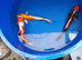 2 x 11-12 inch koi kikokuryu and kuhaku