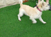 Westie x terrier