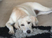 8 month old Labrador female