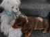Chocolate merl Dauchshund