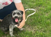 Blue female schnoodle