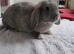Mini lop