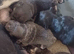 Beautiful chocolate affectionate puppy