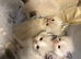 Tri colour Ragdoll’s