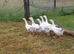 Embden x toulouse goslings