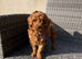 Beautiful Cavapoochon puppies