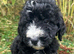 F1 STANDARD BLACK AND WHITE BERNADOODLE GIRLS