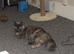 Fluffy 2 year old girl
