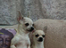 Miniature Chihuahua puppies for sale x1 girl x2 boys
