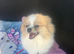 Beautiful female adult Pom
