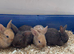 Dwarf lop bunnies
