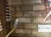 5 beautiful baby budgies 7 months old