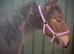 Lovely young quality foal with a big future
