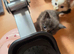 TICA REGISTERED STUNNING KITTENS