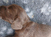 Cocker Spaniel Puppies