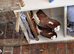 Mixed pigeons for sale healthy