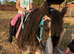 Charles.12hh Adorable 7 year old  First Pony