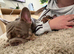 Rehome for shady
