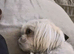 Stud wanted for female Shih Tzu