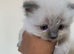 Ragdoll Kittens