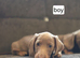Miniature Dachshund