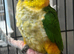 All types of Parrots available