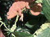 2 female panther chameleons