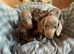 Miniature dachshund puppies