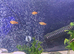 Platy free