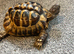 Hermans tortoise and set up