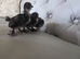 Black mottled Barbu D'uccle x 3 pairs available
