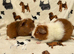 Assorted baby boar guinea pigs