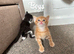 5 kittens 100 each deposit wanted