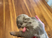 Dachshund dapple Isabella puppies